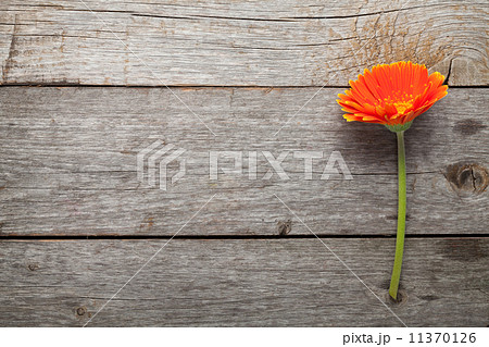 Orange gerbera flower 11370126