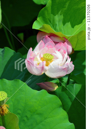 蓮池に咲いたピンク色の蓮(東寺(教王護国寺)/京都市南区九条) 蓮池に咲いたピンク色の蓮(東寺(教王護国寺)/京都市南区九条) 11370206