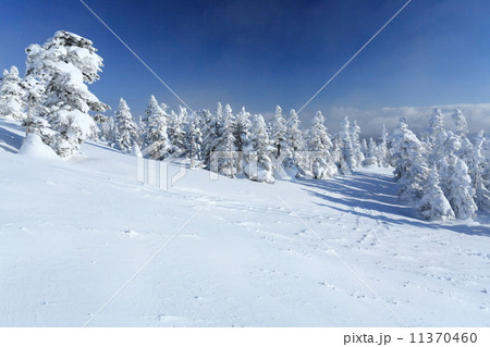 志賀横手山の樹氷群 11370460