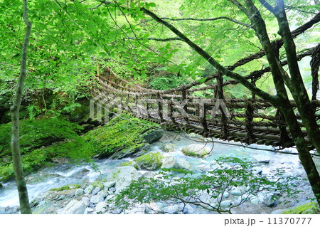徳島県：奥祖谷のかずら橋 11370777