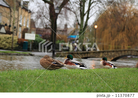 ボートン・オン・ザ・ウォーター　イギリス 11370877