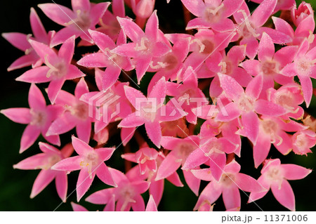 朝露のペンタス 11371006