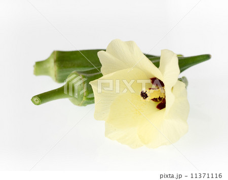 オクラの花と実 11371116