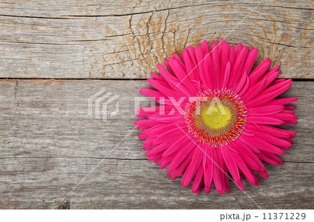 Gerbera flower over wooden table Gerbera flower over wooden table 11371229