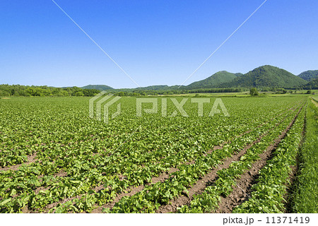 女満別の野菜畑 11371419