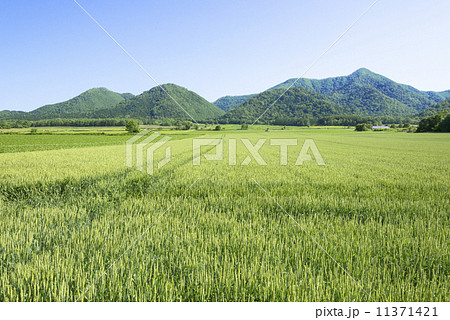 女満別の麦畑 11371421