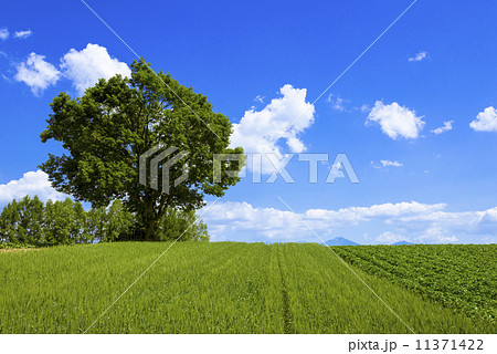 女満別の麦畑と一本の木 11371422