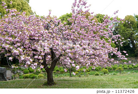 清澄庭園の桜の写真素材