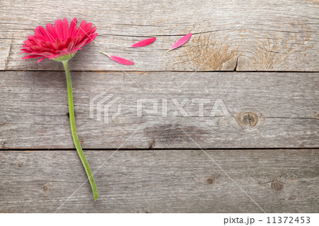 Magenta gerbera flower 11372453