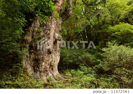 縄文杉 11372561