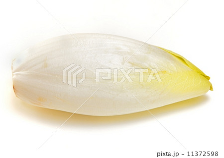 おいしいチコリー 11372598
