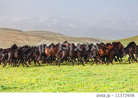 Herd of horses on a summer pasture. Caucasus, Karachay-Cherkessia 11372606