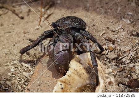 ヤシガニ 11372939