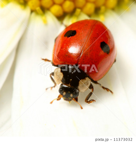 ladybug on camomile ladybug on camomile 11373032