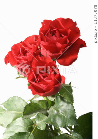 flower 11373078