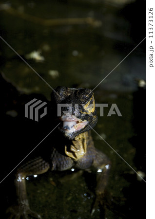 Monitor Lizard 11373126
