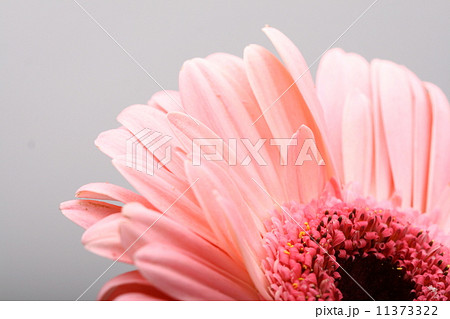 Pink gerbera Pink gerbera 11373322