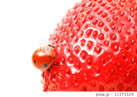 ladybug gourmet 11373329