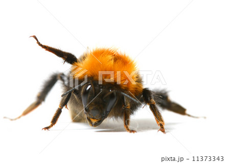 dance bumble bee 11373343