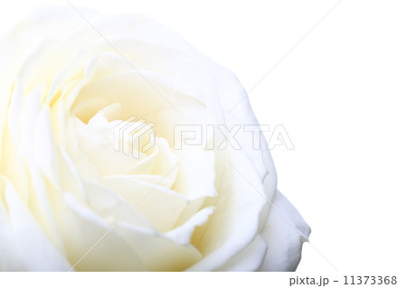 white rose macro white rose macro 11373368