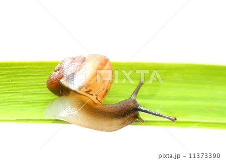 shell on grass 11373390