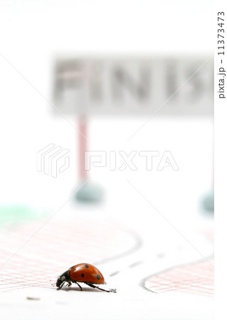 ladybug racer 11373473
