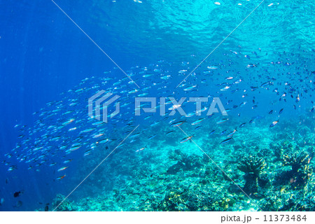 魚の群れ 魚の群れ 11373484
