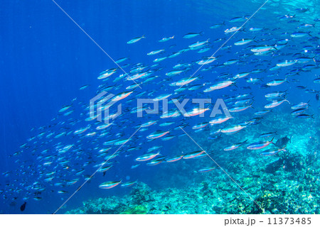魚の群れ 魚の群れ 11373485