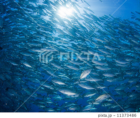 魚の群れ 11373486