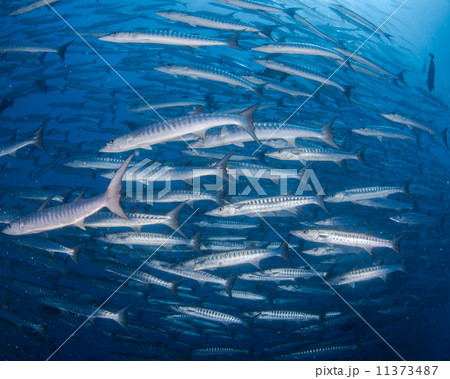 魚の群れ 魚の群れ 11373487