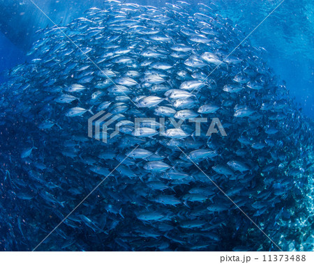 魚の群れ 魚の群れ 11373488