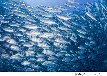 魚の群れ 魚の群れ 11373489