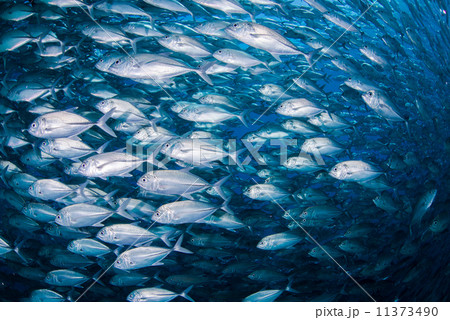 魚の群れ 11373490