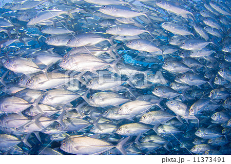 魚の群れ 11373491