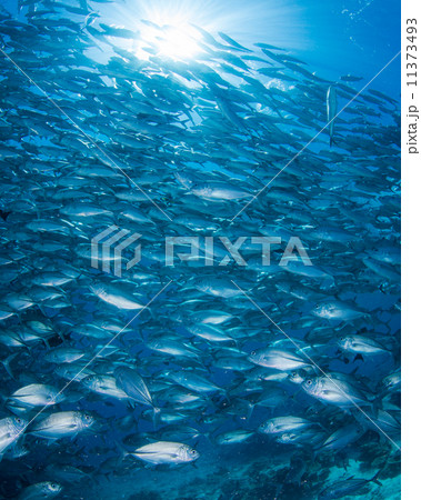 魚の群れ 魚の群れ 11373493