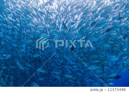 魚の群れ 11373496
