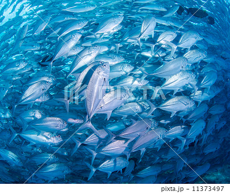 魚の群れ 魚の群れ 11373497