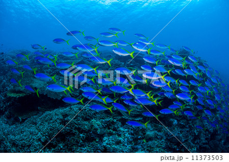 魚の群れ 11373503