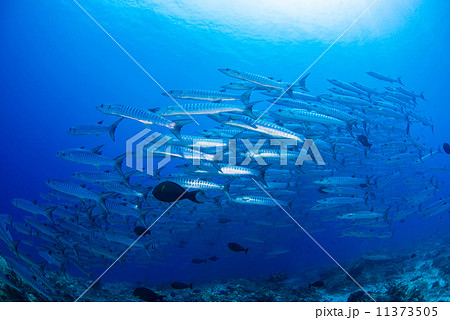魚の群れ 11373505