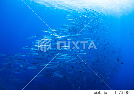 魚の群れ 魚の群れ 11373506