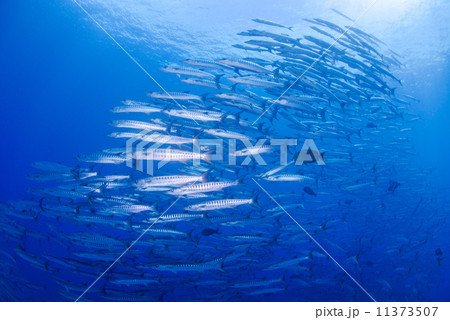 魚の群れ 魚の群れ 11373507