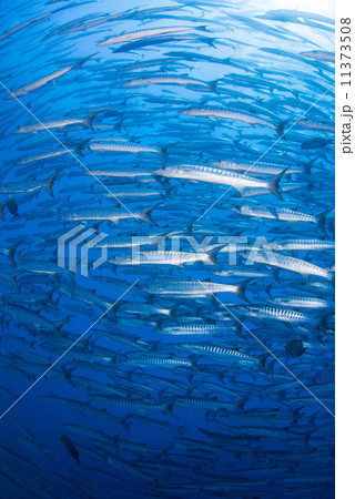 魚の群れ 魚の群れ 11373508