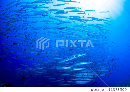 魚の群れ 魚の群れ 11373509