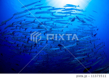 魚の群れ 魚の群れ 11373511
