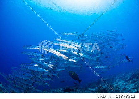 魚の群れ 魚の群れ 11373512