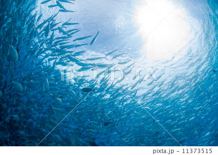魚の群れ 11373515
