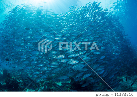 魚の群れ 11373516