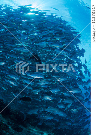 魚の群れ 魚の群れ 11373517