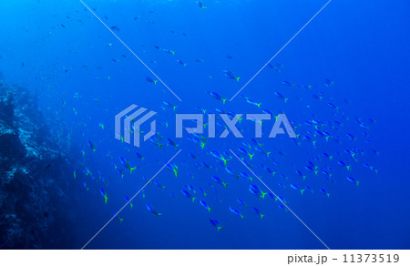 魚の群れ 11373519