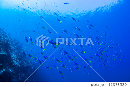 魚の群れ 11373520
